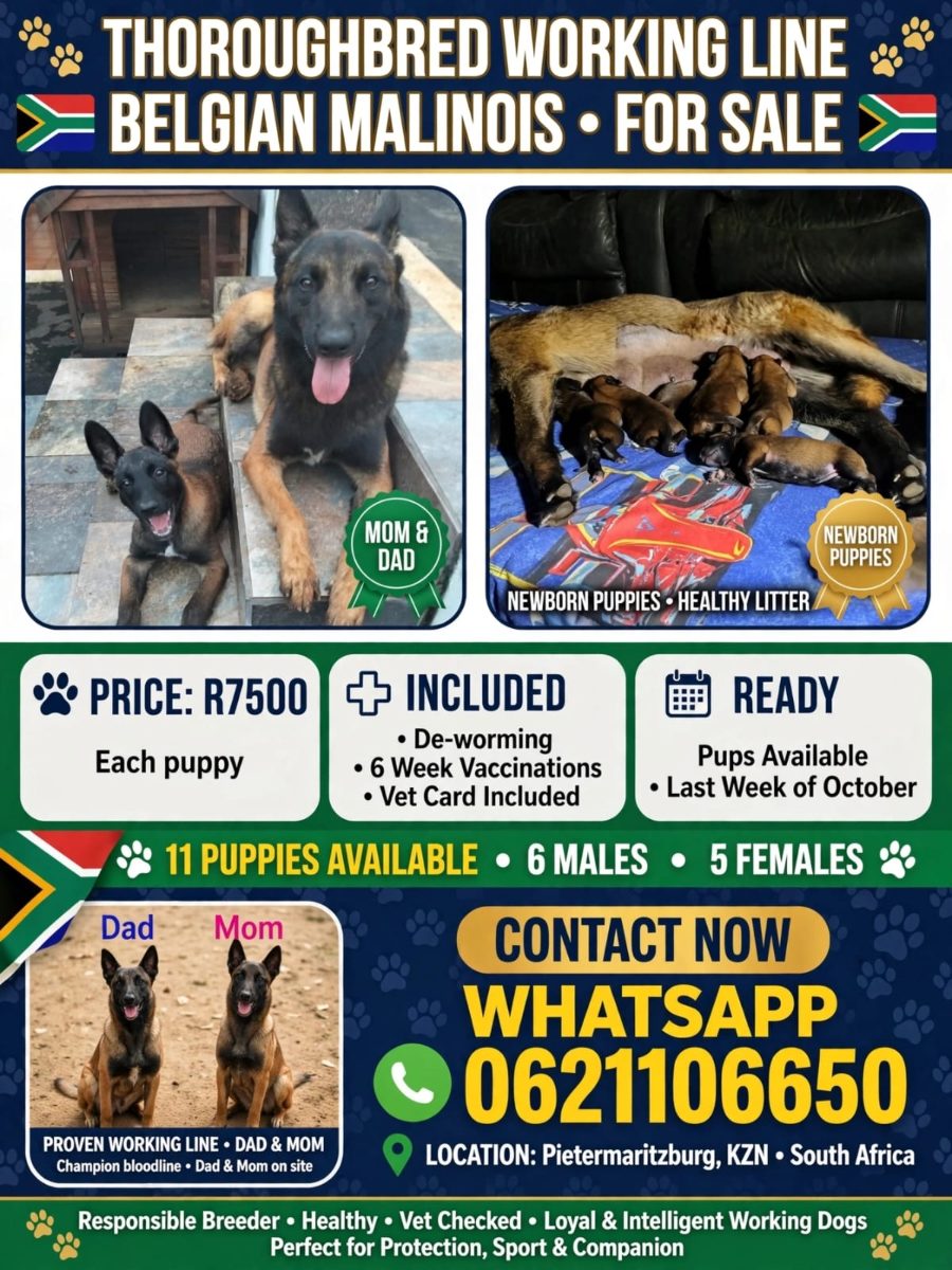 Belgian malinois puppies