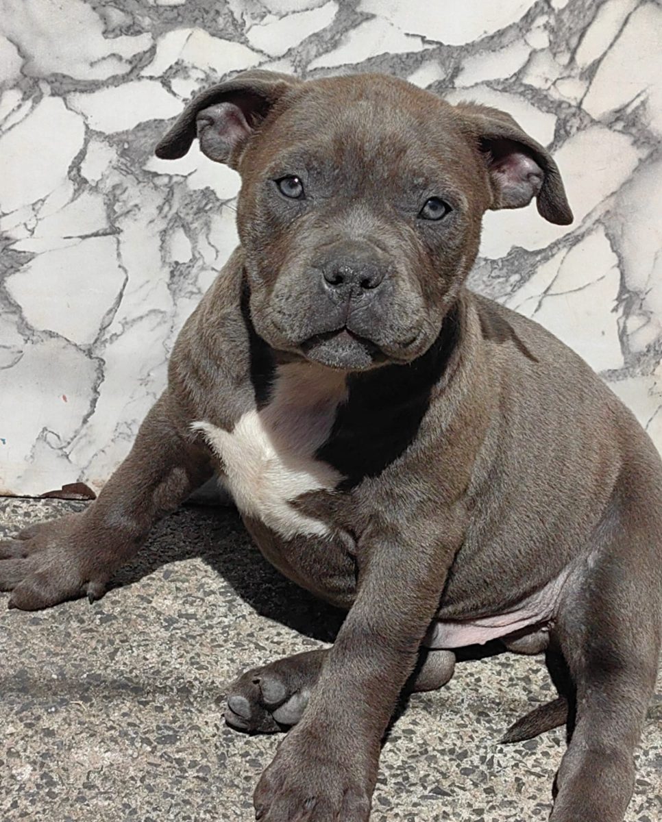 american bully pup for sale